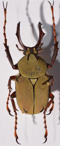 Dicronocephalus wallichi bourgoini